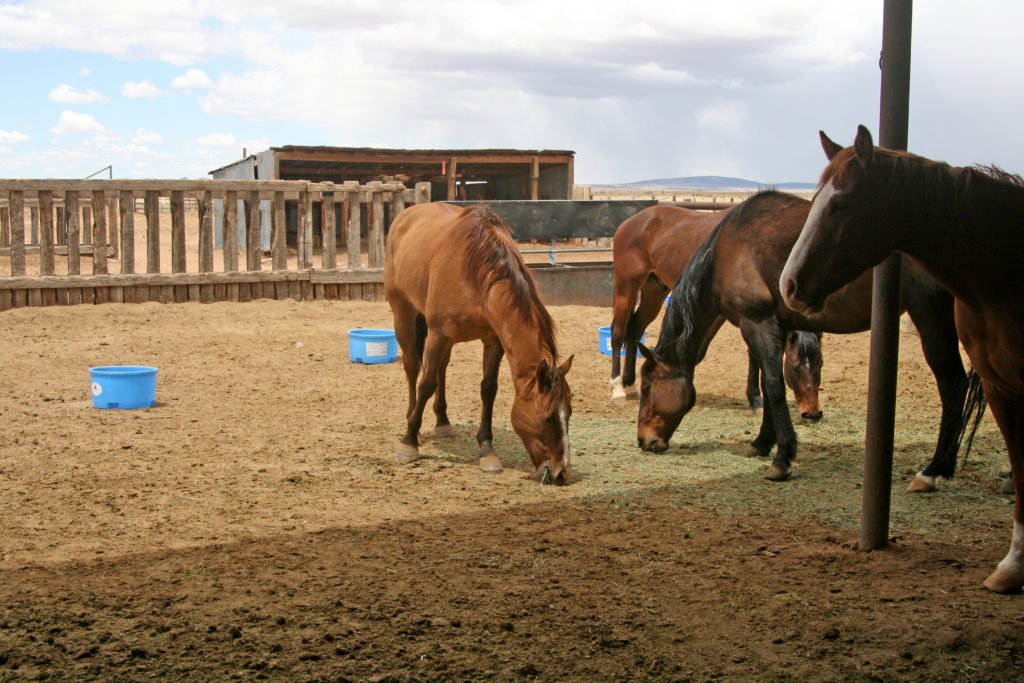 Soft Ranch Ranch - SweetPro